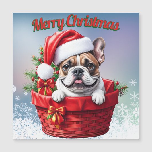 Französische Bulldogge French Bulldog im Korb (正面)