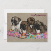 Französische Bulldogge Geburtstag French Bulldog (正面)