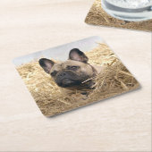 Französische Bulldogge im Stroh French Bulldog スクエアペーパーコースター (アングル)