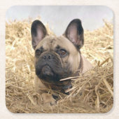 Französische Bulldogge im Stroh French Bulldog スクエアペーパーコースター (正面)