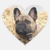 Französische Bulldogge im Stroh French Bulldog ハートシール (正面)