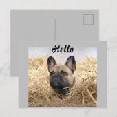 Französische Bulldogge im Stroh French Bulldog ポストカード (正面/裏面)