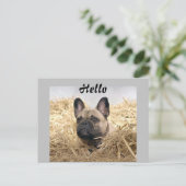 Französische Bulldogge im Stroh French Bulldog ポストカード (スタンド正面)