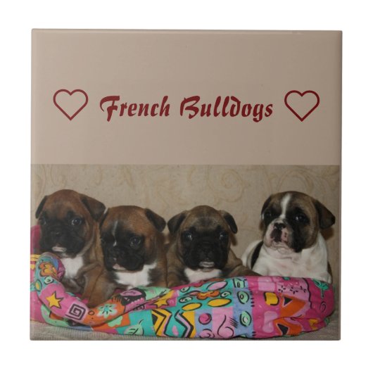 Französische Bulldogge Keramikfliese タイル (正面)