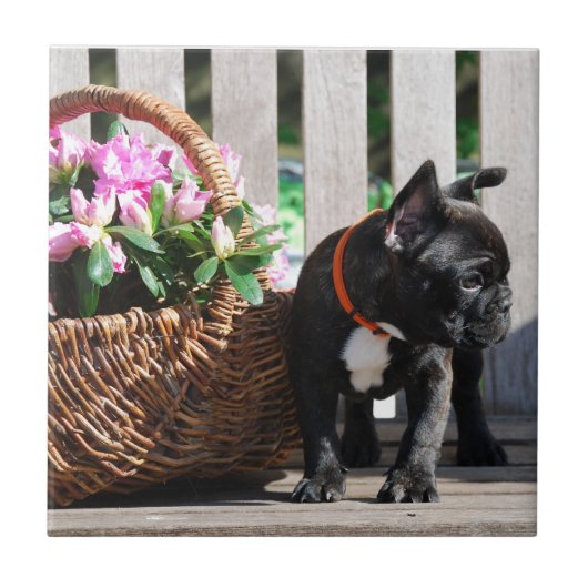 Französische Bulldogge Korb French Bulldog タイル (正面)