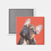 Französische Bulldogge Magnet マグネット (正面/裏面)