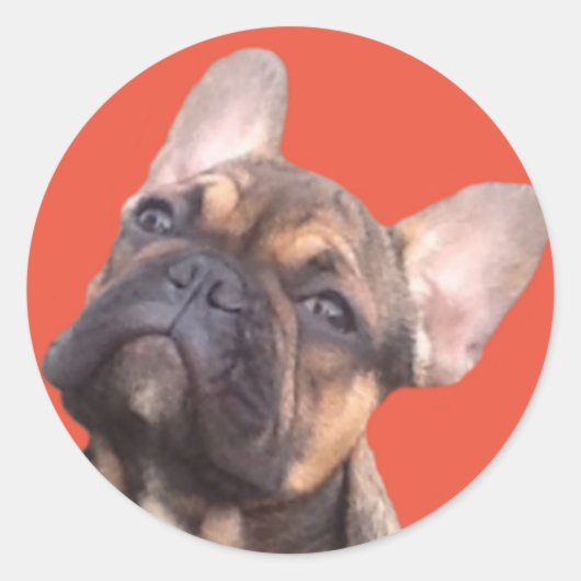 Französische Bulldogge Magnet ラウンドシール (正面)