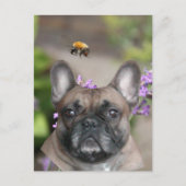 Französische Bulldogge mit Biene French Bulldog ポストカード (正面)