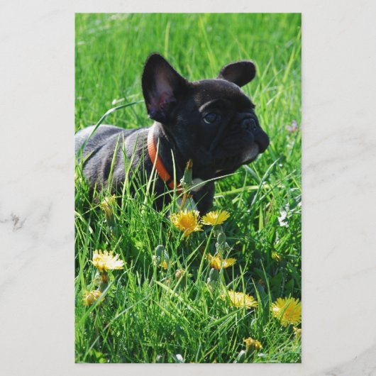 Französische Bulldogge mit Blumen French Bulldog 便箋 (正面)