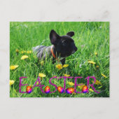 französische Bulldogge Ostern French Bulldog ポストカード (正面)