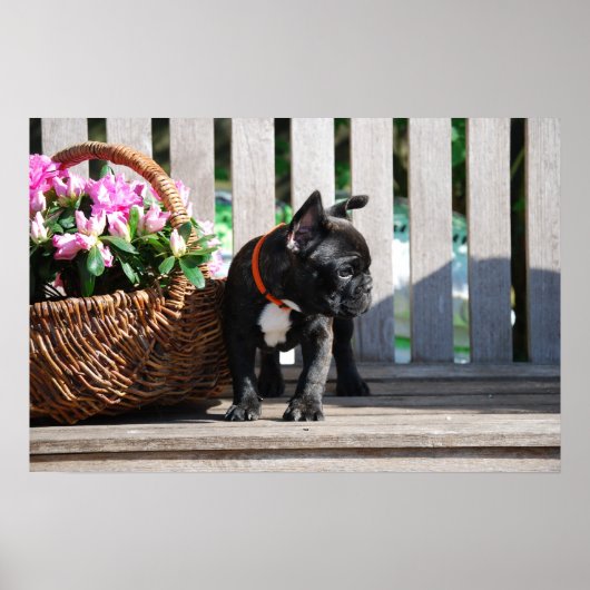 Französische Bulldogge Poster ポスター (正面)