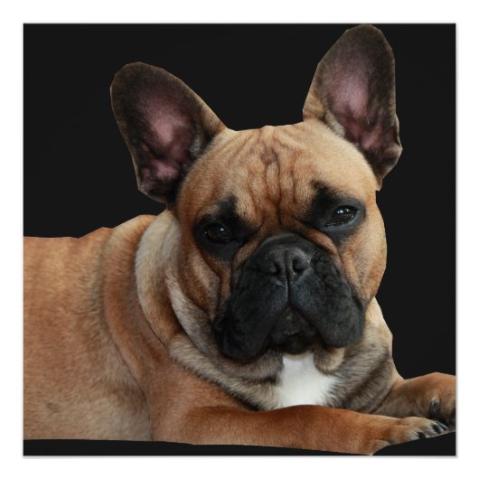 Französische Bulldogge Poster ポスター (正面)