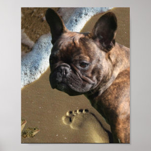 Französische Bulldogge Poster ポスター