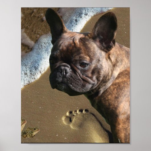 Französische Bulldogge Poster  ポスター (正面)