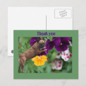 Französische Bulldogge Postkarte ポストカード (正面/裏面)