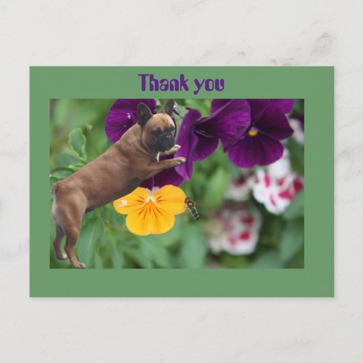 Französische Bulldogge Postkarte ポストカード (正面)