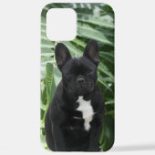Französische Bulldogge schwarz French Bulldog iPhoneケース (裏面)
