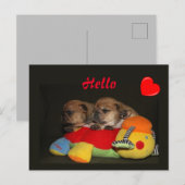 Französische Bulldogge Süße Welpen French Bulldog ポストカード (正面/裏面)