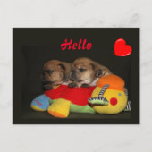 Französische Bulldogge Süße Welpen French Bulldog ポストカード (正面)