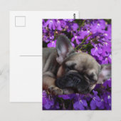 Französische Bulldogge süßer Welpe French Bulldog ポストカード (正面/裏面)