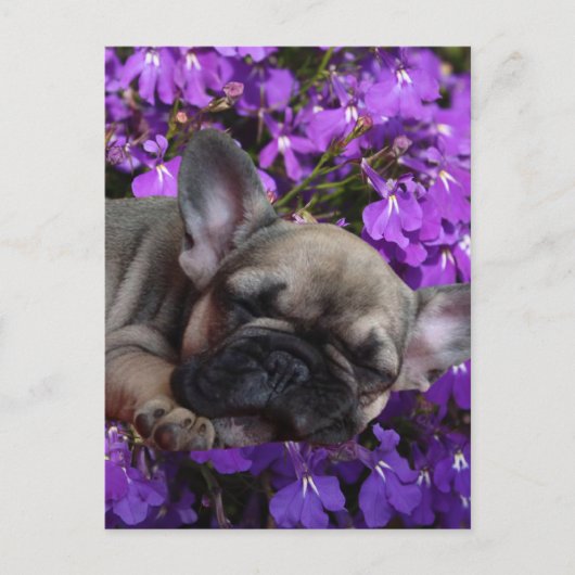 Französische Bulldogge süßer Welpe French Bulldog ポストカード (正面)