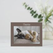 Französische Bulldogge Teddy French Bulldog ポストカード (スタンド正面)