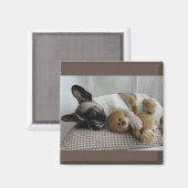 Französische Bulldogge Teddy French Bulldog マグネット (正面/裏面)