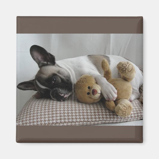 Französische Bulldogge Teddy French Bulldog マグネット (正面)
