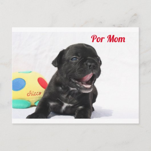 Französische Bulldogge Welpe French Bulldog ポストカード (正面)