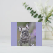 Französische Bulldogge Welpe French Bulldog ポストカード (スタンド正面)