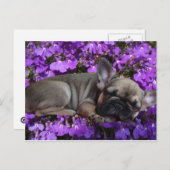 Französische Bulldogge Welpe French Bulldog ポストカード (正面/裏面)