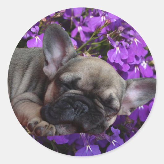 Französische Bulldogge Welpe French Bulldog ラウンドシール (正面)