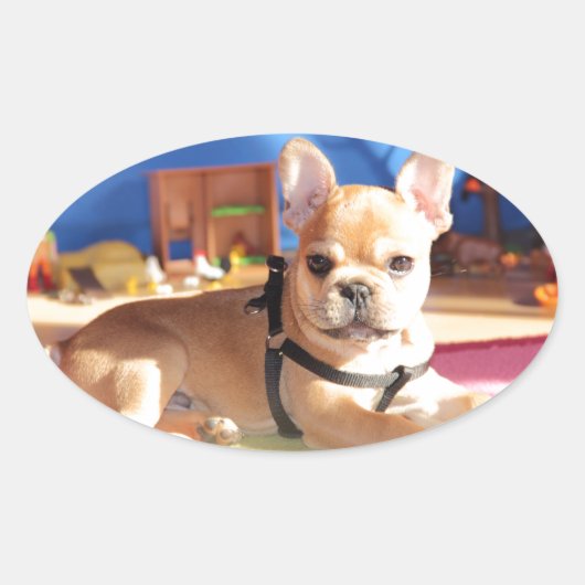 Französische Bulldogge Welpe French Bulldog 楕円形シール (正面)