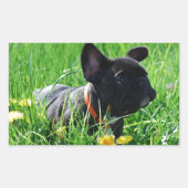 Französische Bulldogge Wiese French Bulldog 長方形シール (正面)