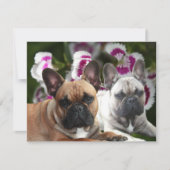 Französische Bulldogge zwei Freunde French Bulldog 招待状 (正面)