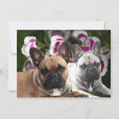 Französische Bulldogge zwei Freunde French Bulldog 招待状 (正面)