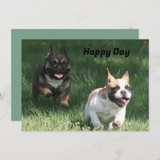 Französische Bulldoggen  (正面/裏面)