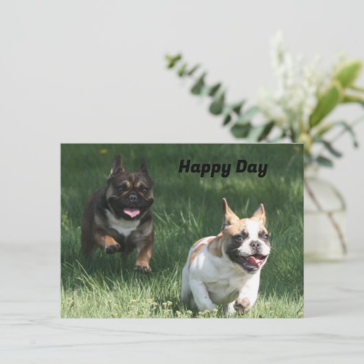 Französische Bulldoggen  (スタンド正面)