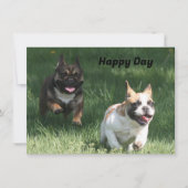 Französische Bulldoggen  (正面)