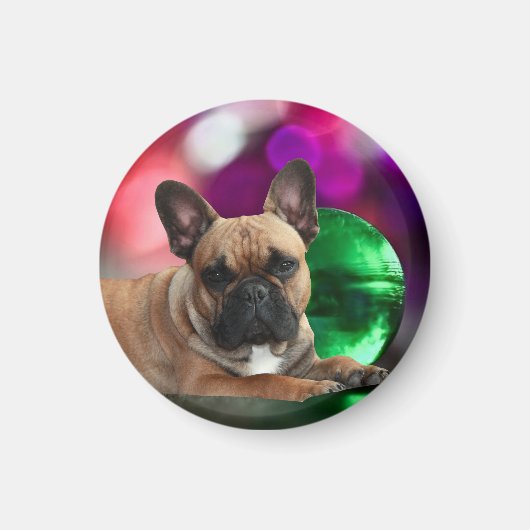 Französische Bulldoggen farbig French bulldog マグネット (正面)