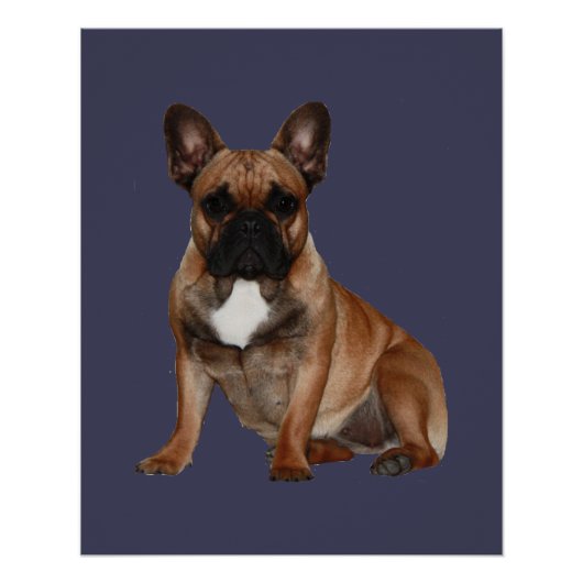 Französische Bulldoggen Poster ポスター (正面)
