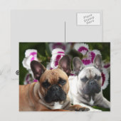 Französische Bulldoggen Postkarte ポストカード (正面/裏面)