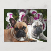 Französische Bulldoggen Postkarte ポストカード (正面)