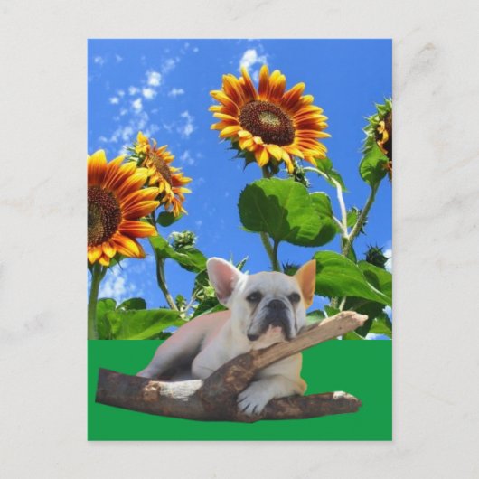Französische Bulldoggen Sonnenblume French Bulldog ポストカード (正面)
