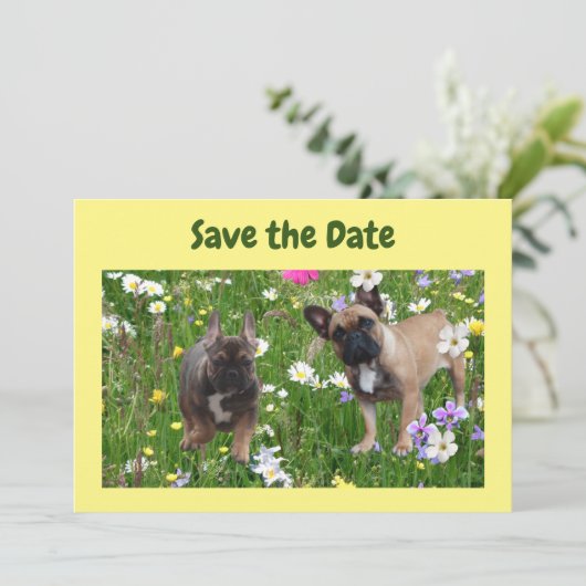 Französische. Bulldoggen Wiese French Bulldog 招待状 (スタンド正面)