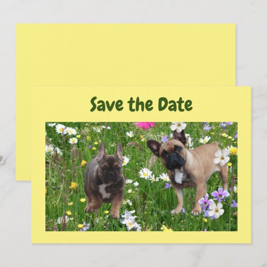 Französische. Bulldoggen Wiese French Bulldog 招待状 (正面/裏面)