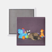 Französischen Bulldoggen  マグネット (正面/裏面)