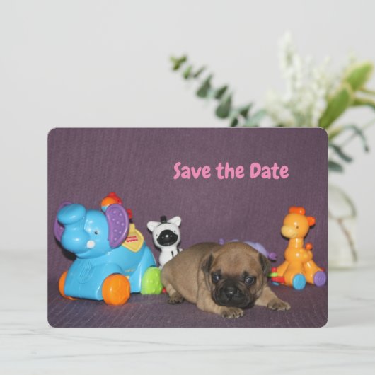 Französischen Bulldoggen kleiner Welpe Bulldog 招待状 (スタンド正面)