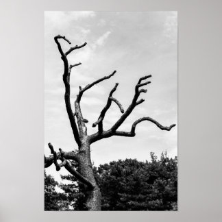free tree ポスター