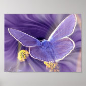 Freedom ポスター (正面)